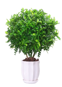 宁波前湾绿植租赁设计 宁波前湾绿植租赁设计